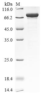 Recombinant Human N6-adenosine-methyltransferase catalytic subunit (METTL3)