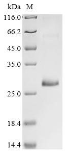 Recombinant Anisakis simplex Major allergen Ani s 1