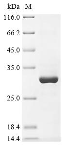 Recombinant Rat Transient receptor potential cation channel subfamily A member 1 (Trpa1), partial