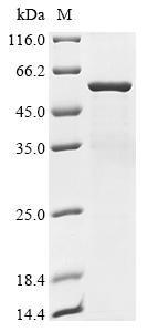 Recombinant Human ADAMTS-like protein 5 (ADAMTSL5)