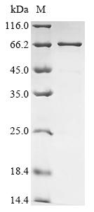Recombinant Human Coiled-coil domain-containing protein 174 (CCDC174)