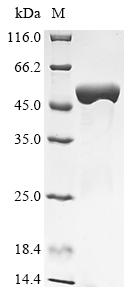 Recombinant Listeria monocytogenes serotype 4b Internalin A (inlA), partial