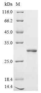 Recombinant Human Zinc transporter 10 (SLC30A10), partial