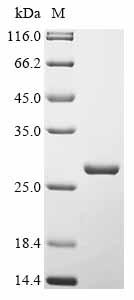Recombinant Mouse Gasdermin-A3 (Gsdma3), partial