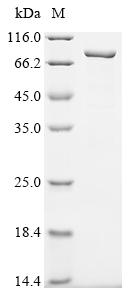 Recombinant Mouse Inter-alpha-trypsin inhibitor heavy chain H2 (Itih2)