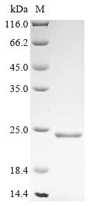 Recombinant Canis lupus familiaris B-lymphocyte antigen CD20 (MS4A1), partial