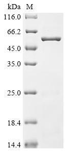 Recombinant Lactobacillus salivarius Enolase (eno)