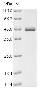 Recombinant Chlamydophila felis tRNA uridine (34) hydroxylase (trhO)