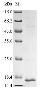 Recombinant Human Prostaglandin D2 receptor (PTGDR), partial