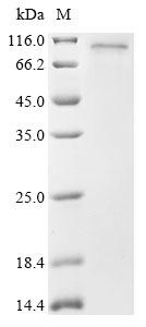 Recombinant Human TNFAIP3-interacting protein 1 (TNIP1)