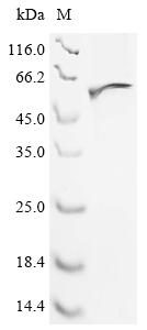 Recombinant Aspergillus phoenicis Mannosyl-oligosaccharide alpha-1,2-mannosidase 1B (mns1B)