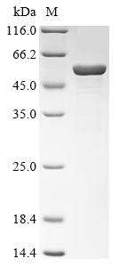 Recombinant Pyrococcus horikoshii Glycerate 2-kinase (gck)