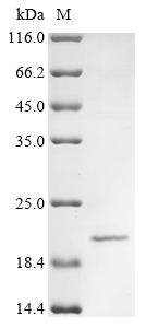 Recombinant Human immunodeficiency virus type 1 group M subtype C Protein Vpr (vpr)