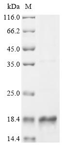 Recombinant Streptococcus mitis Competence-stimulating peptide (comC)