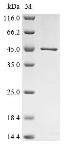 Recombinant Eisenia fetida Lysenin
