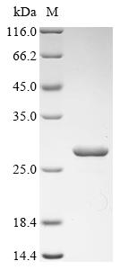 Recombinant Escherichia coli S-ribosylhomocysteine lyase (luxS)