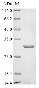 Recombinant Escherichia coli LPS-assembly lipoprotein lptE (lptE)