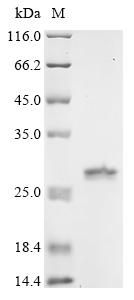 Recombinant Mycobacterium tuberculosis Conserved protein (Rv3304)
