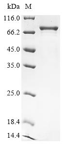Recombinant Mouse GA-binding protein alpha chain (Gabpa)