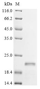 Recombinant Human immunodeficiency virus 1 Protein Rev (rev)