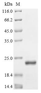 Recombinant Human immunodeficiency virus 1 Protein Rev (rev)