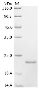 Recombinant Locusta migratoria OBP10 protein (OBP10) (I18L,V57I,N131Q)