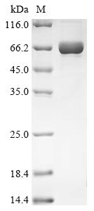 Recombinant Toxoplasma gondii Calmodulin-domain protein kinase 1 (CDPK1)