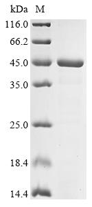 Recombinant Pseudomonas aeruginosa Flavin-dependent monooxygenase (tetX3)
