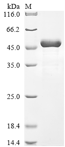 Recombinant Rotavirus A Intermediate capsid protein VP6