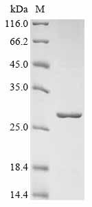 Recombinant Staphylococcus aureus 30S ribosomal protein S5 (rpsE)
