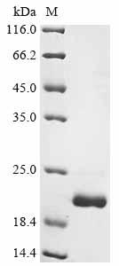 Recombinant Glycine max Leghemoglobin C2