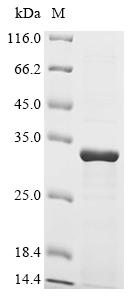 Recombinant Escherichia coli MltA-interacting protein (mipA)