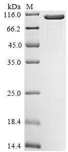 Recombinant Escherichia coli O157:H7 Trigger factor (tig), Biotinylated