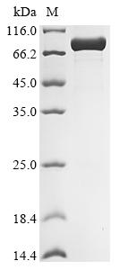Recombinant Human cytomegalovirus Large structural phosphoprotein (UL32), partial, Biotinylated