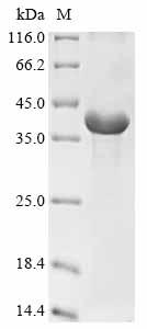 Recombinant Hordeum vulgare B3-hordein