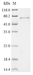Recombinant Porcine transmissible gastroenteritis coronavirus Nucleoprotein (N)