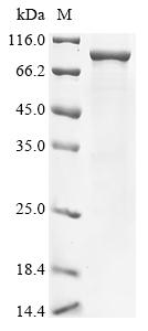 Recombinant Escherichia coli Bifunctional (p)ppGpp synthase/hydrolase SpoT(spoT)
