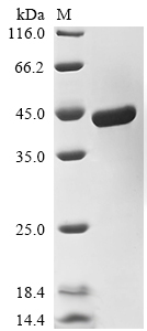 Recombinant Escherichia coli Lipopolysaccharide assembly protein B (yciM), partial