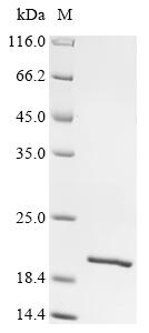 Recombinant Escherichia coli Integration host factor subunit alpha (ihfA)