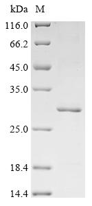 Recombinant Streptococcus mutans serotype c Glucosyltransferase-I (gtfB), partial
