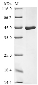 Recombinant Vaccinia virus Envelope phospholipase F13 (VACWR052)
