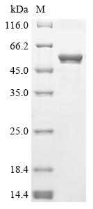 Recombinant Escherichia coli O157:H7 Trimethylamine-N-oxide reductase 1 (torA), partial