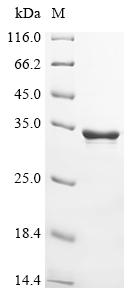 Recombinant Abrus precatorius Abrin-c, partial
