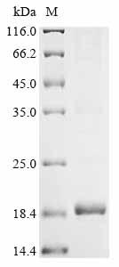 Recombinant Amaranthus caudatus Antimicrobial peptide 2