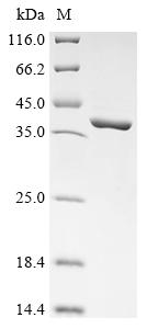 Recombinant Escherichia coli Protein recT (recT)