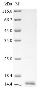Recombinant Cat Major allergen I polypeptide chain 1 (CH1)