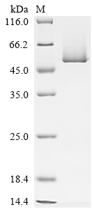Recombinant Arabidopsis thaliana TATA-box-binding protein 1 (TBP1)
