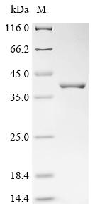 Recombinant Escherichia coli Pseudouridine kinase (psuK)