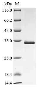 Recombinant Bovine leukemia virus Envelope glycoprotein (env), partial