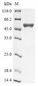 Recombinant Pseudomonas putida Salicylate hydroxylase (nahG)